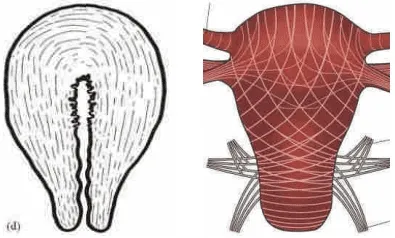 Thì cầm máu